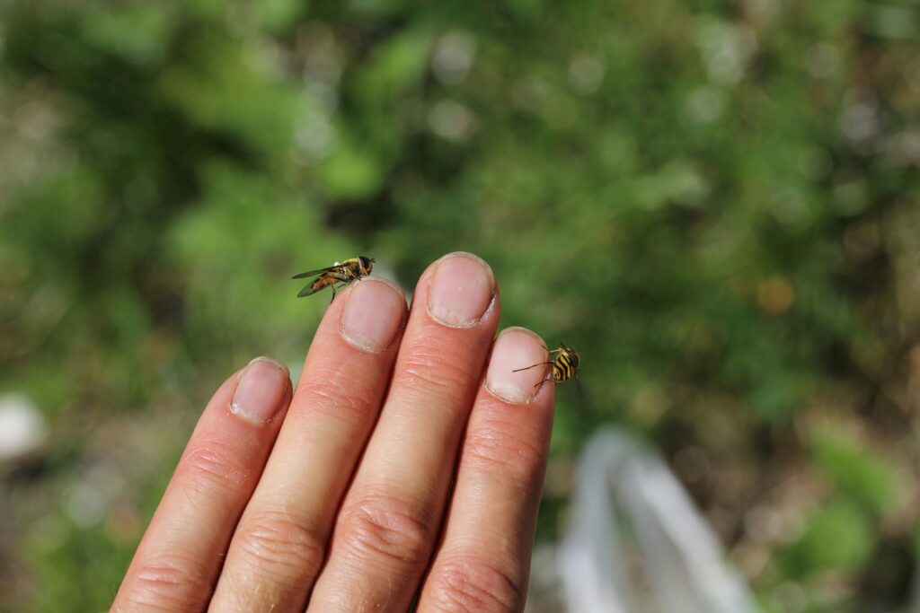 Paper Wasp Sting covering first aid, pain relief, swelling, allergy symptoms, treatment, and prevention.