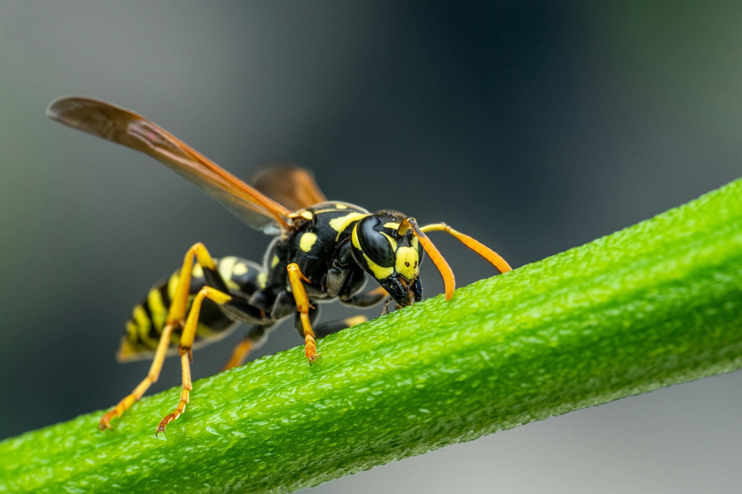 Paper Wasp Sting: Symptoms, Treatment, Prevention, and When to Seek Help