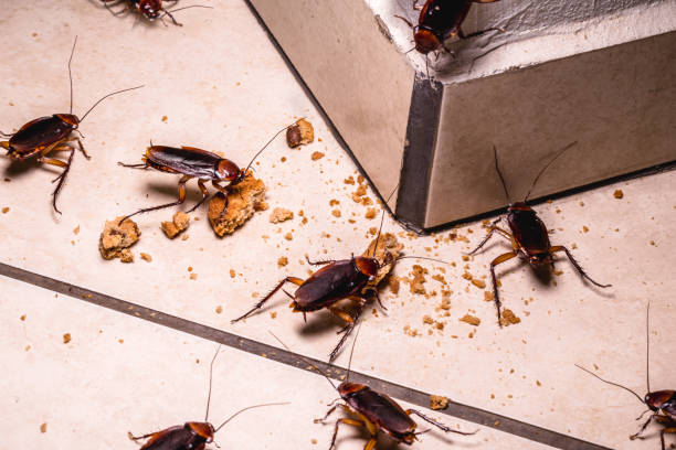 Why Do Cockroaches Keep Coming Back Even After You Clean Your Home?